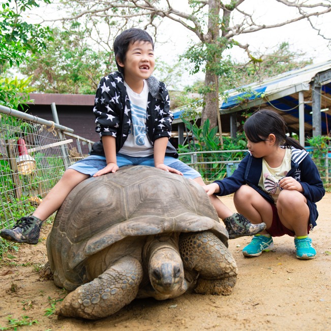 沖繩親子旅遊必去!來「NEOPARK OKINAWA」與療癒動物親密接觸!