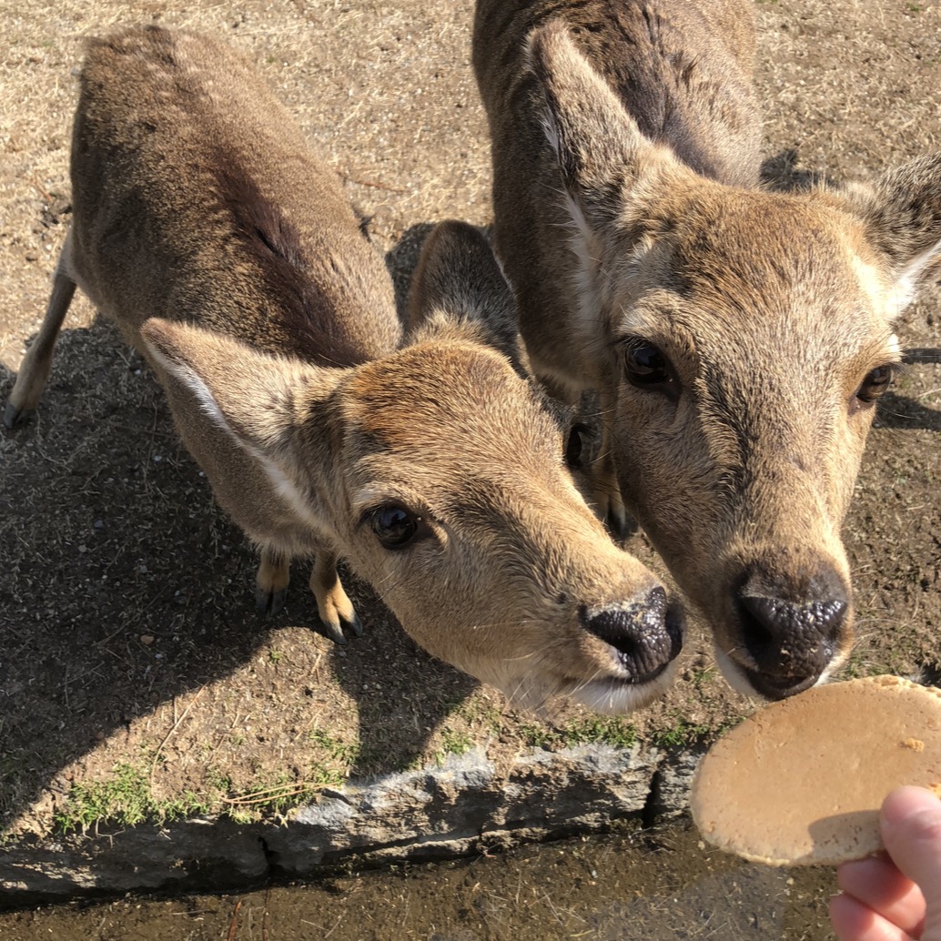 黃金周人潮湧現讓奈良鹿任性不甩仙貝?日本網友笑稱仙貝也「貶值」了