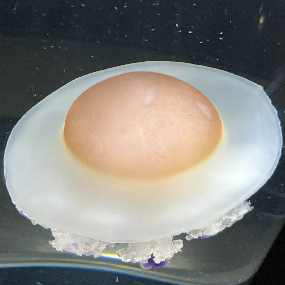 水槽裡有荷包蛋？日本山形加茂水族館「荷包蛋水母」再次引發推特話題