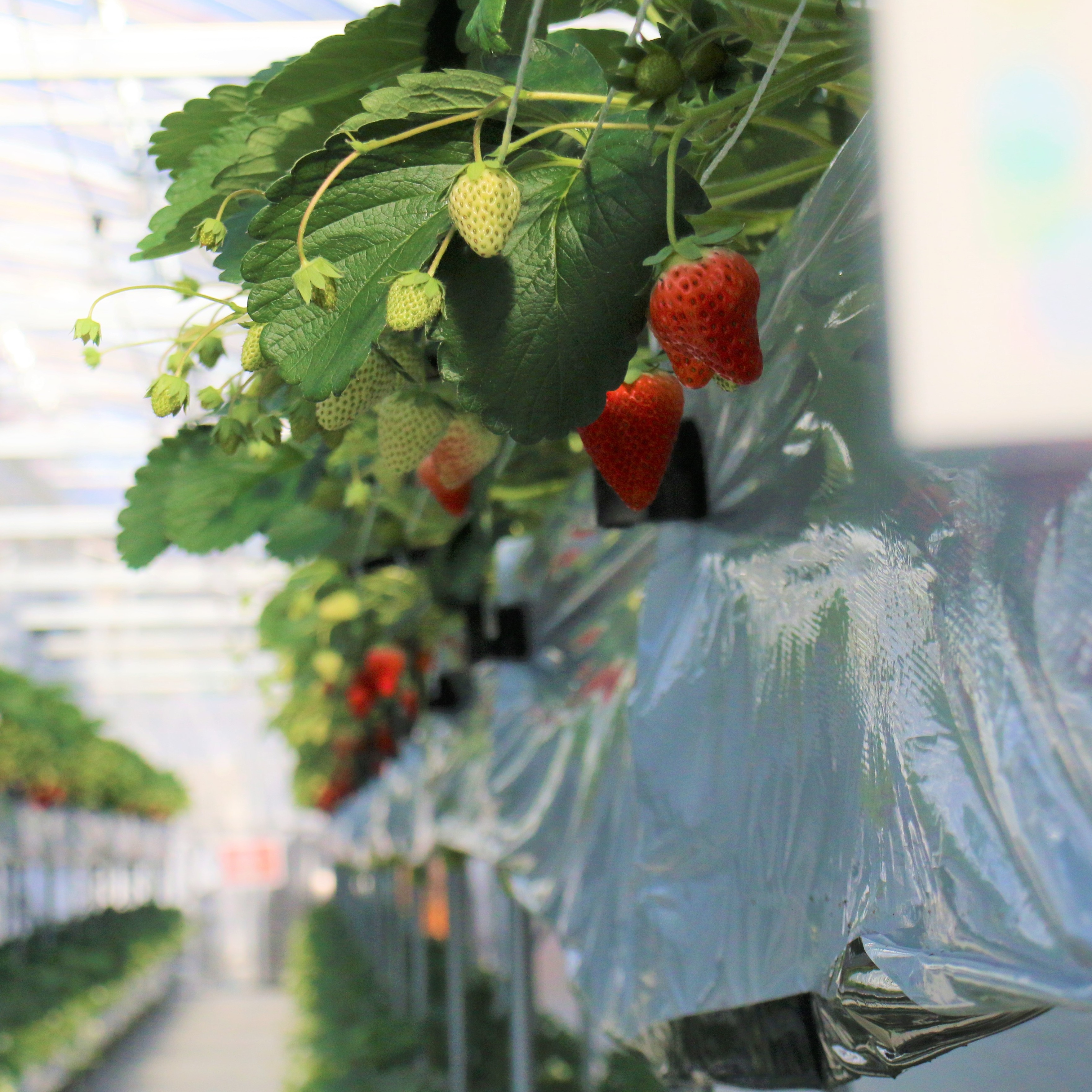 春天不只看櫻花，春遊愛知豐田賞花採果景點推薦