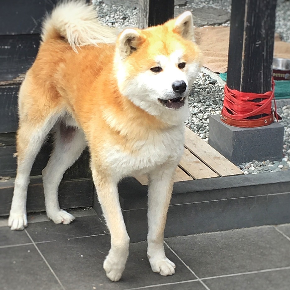 毛絨外表下的強悍基因！日本秋田犬協助擊退熊隻 網呼籲將柴犬帶入屋內飼養