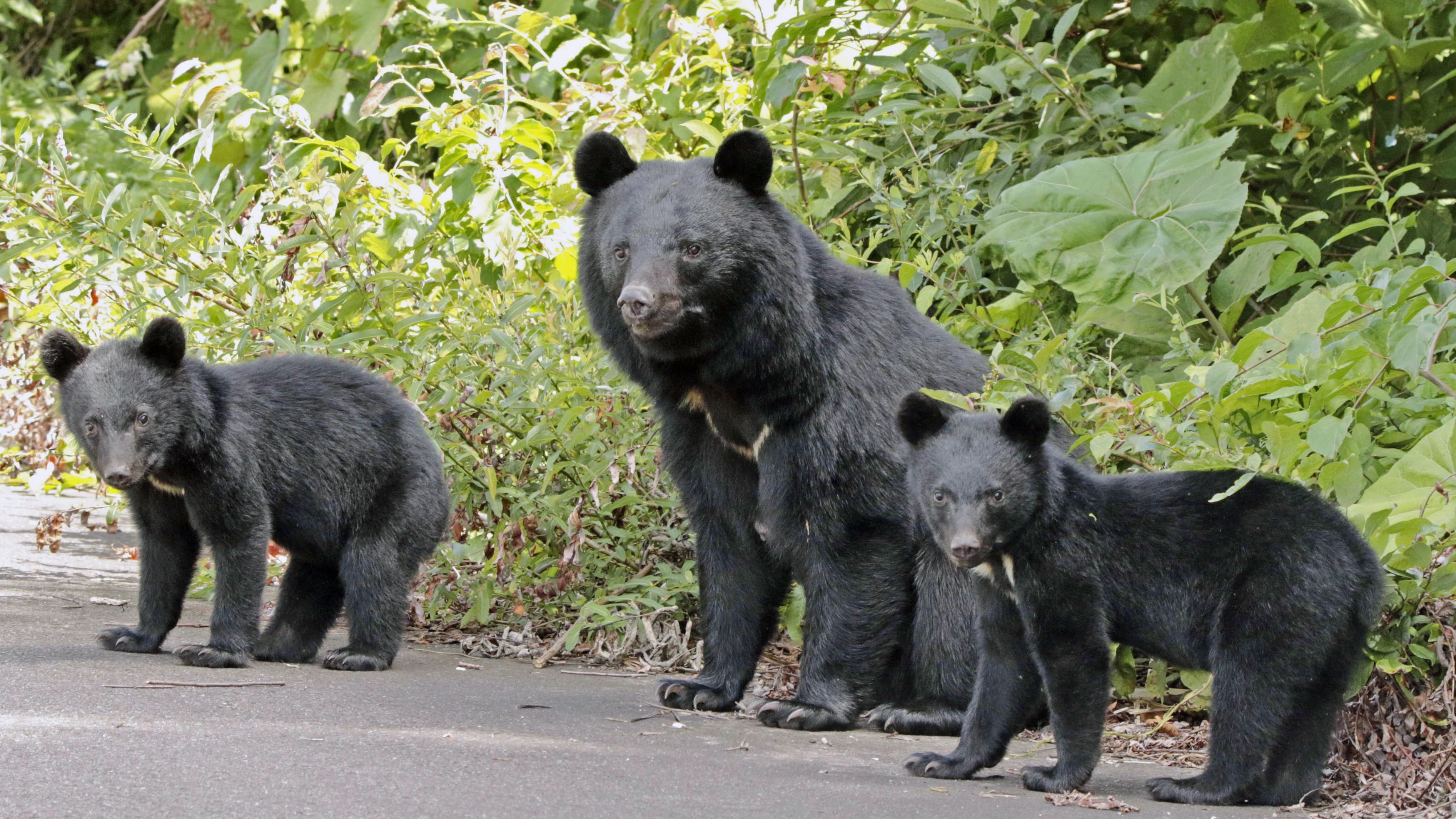 在日本害怕被熊襲擊？這些避熊方法說不定能救你一命！