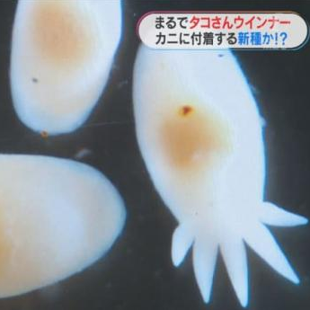 鹿兒島發現新物種超像章魚小香腸萌翻研究團隊！網路超可愛創作療癒又吸睛