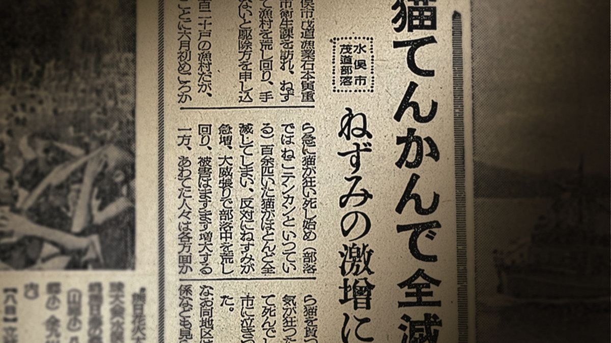 當這裡的貓開始跳舞?背後隱藏巨大的死亡悲劇:名列日本四大公害病「水俁病」