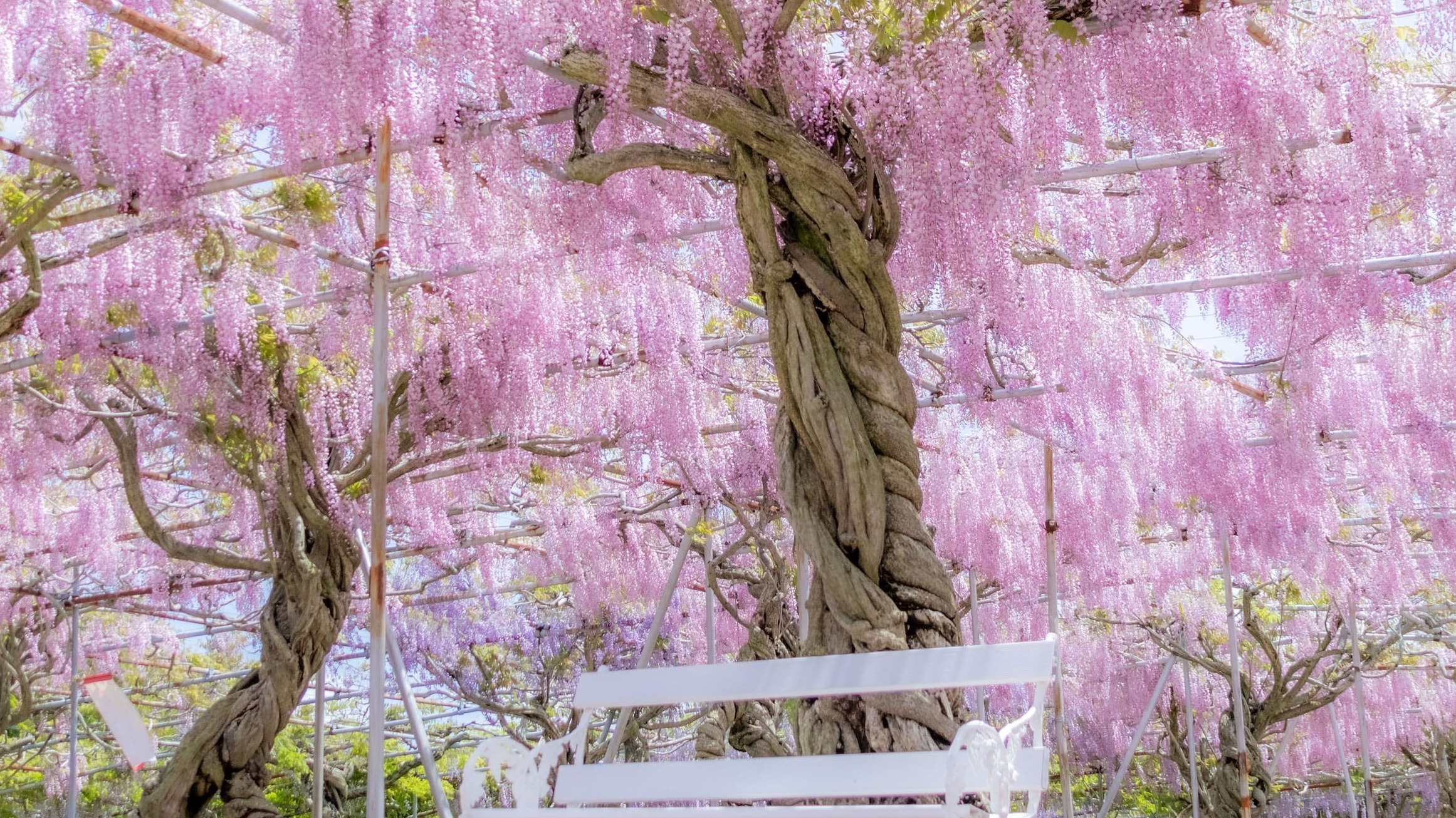廣島世羅高原農場「藤花季」！溫柔的藤花與多彩的魯冰花交織的美景，彷若進入童話世界