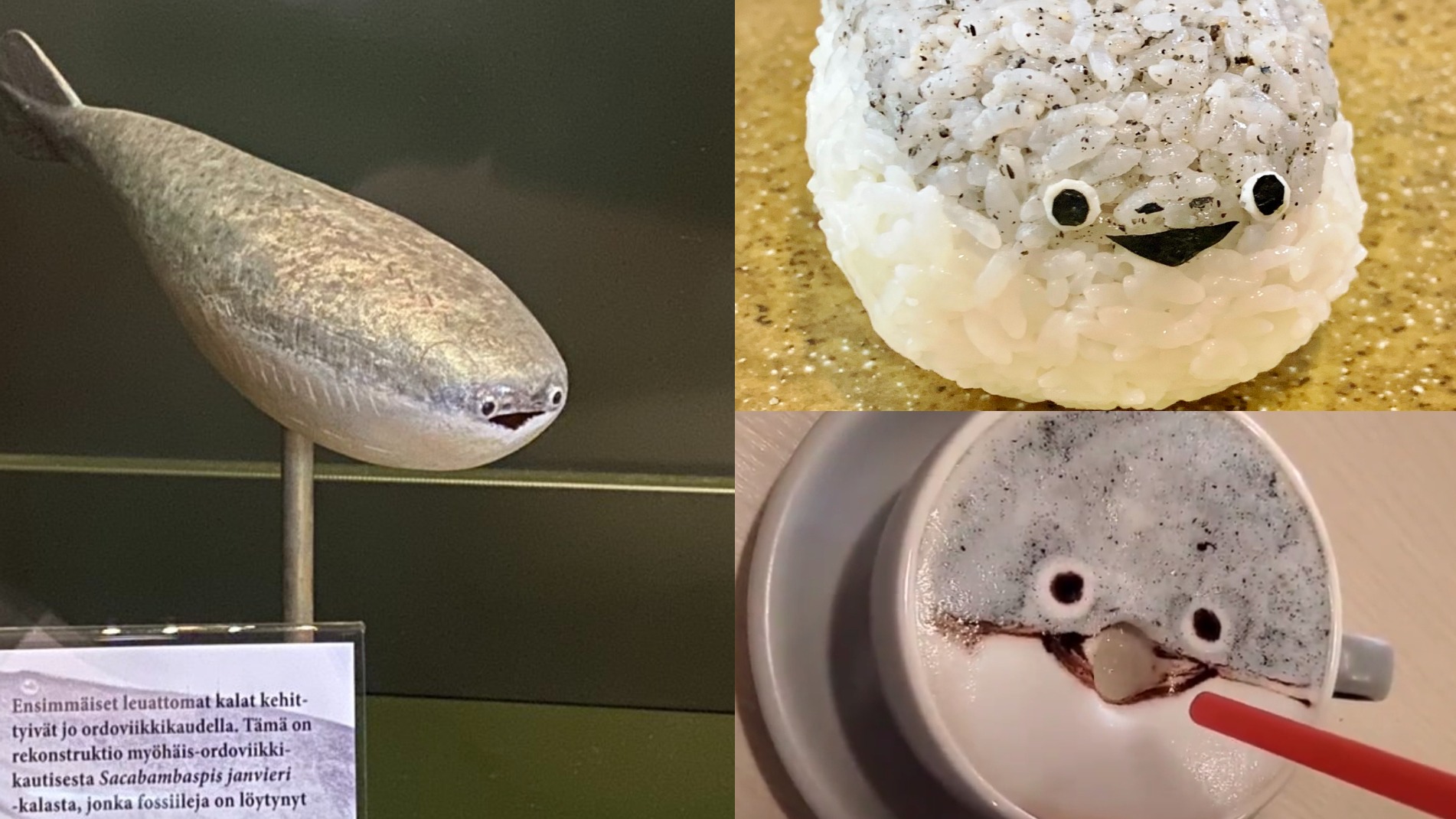 席捲全日本推特超傻憨人氣古老生物誕生！薩卡班甲魚超人氣你看過了嗎？