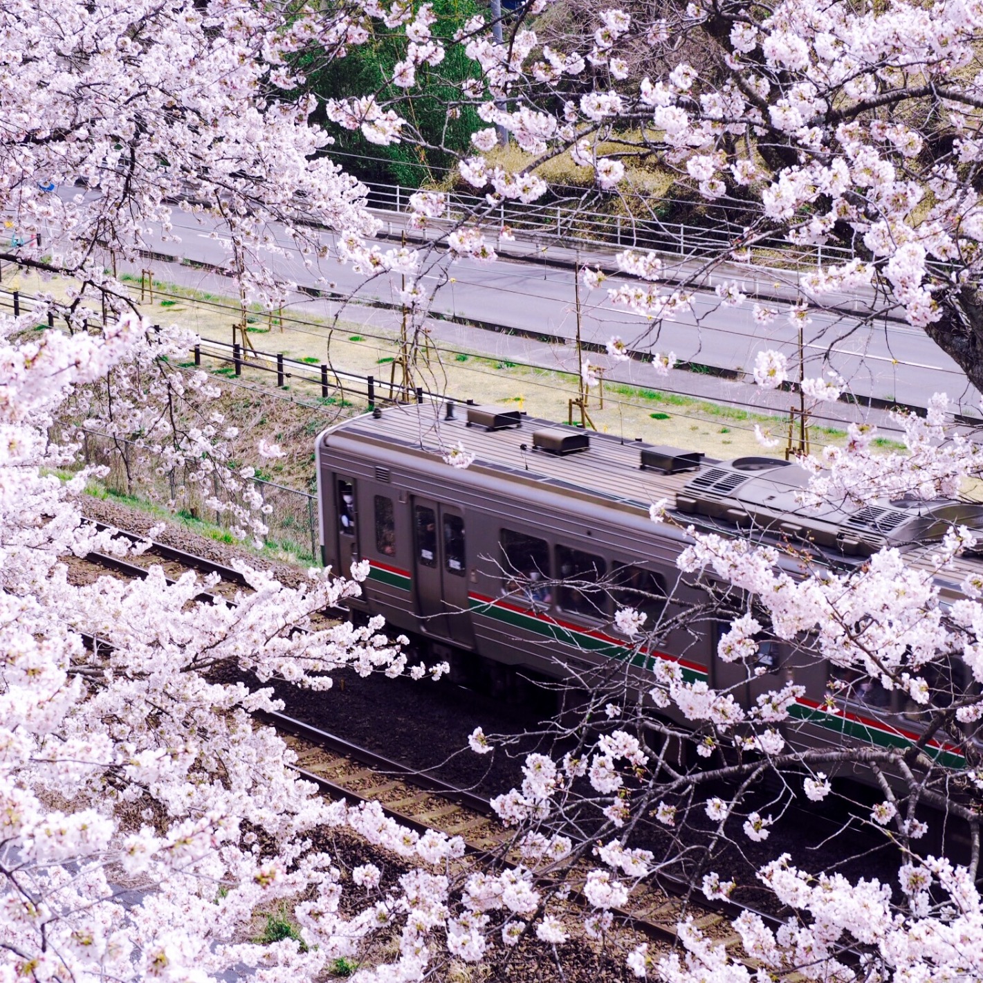 JR東日本櫻花特集:不用人擠人日本東北賞櫻勝地5選 享受悠閒的賞櫻鐵道之旅