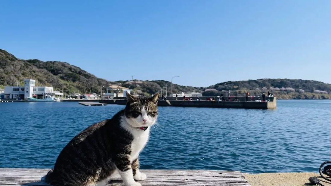 享受被貓迷圍繞的幸福！福岡必去的貓島魅力盤點
