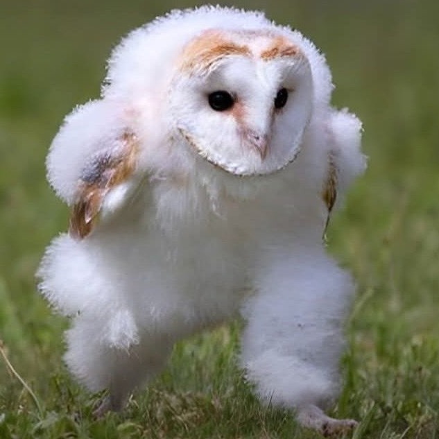 日本X上特有的迷因你看過嗎？日本鄉民的超電波「跑步貓頭鷹」超可愛登場