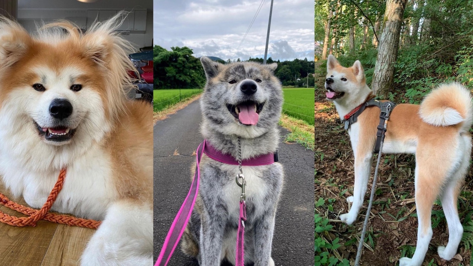 5個人氣秋田犬IG帳號！追蹤下去讓毛孩呆萌笑容療癒你