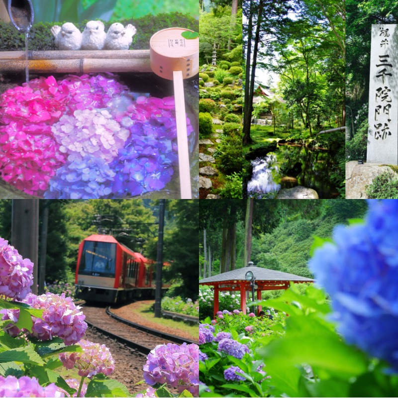 2025年最新版!日本六月旅遊推薦 雨季必去十大自然景點,京都、鎌倉、箱根、尾瀨這樣玩才不飲恨!