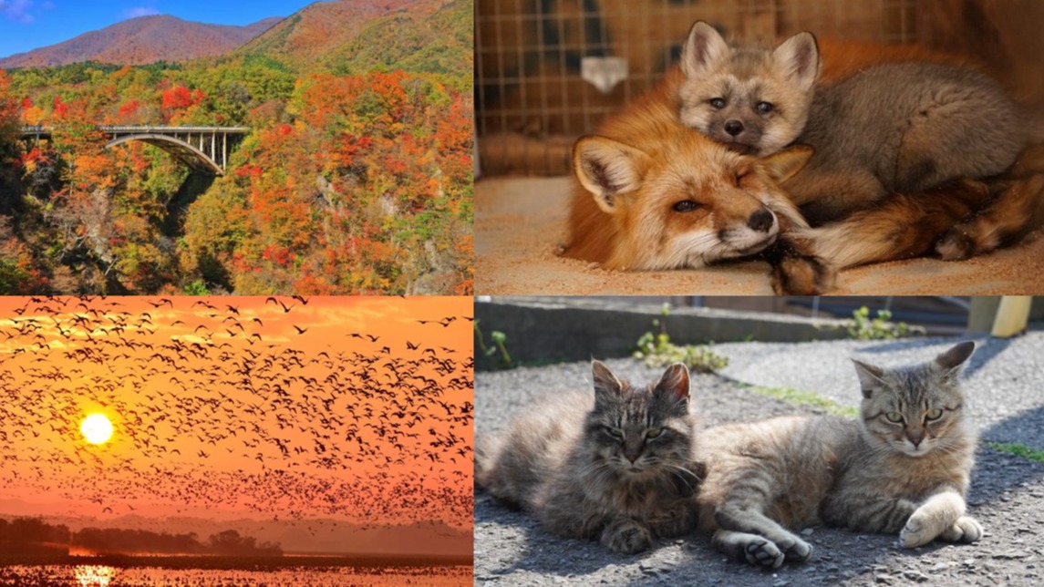 不只有有仙台，宮城旅遊必訪10大景點推薦！絕美火口湖、招財神社、貓奴天堂、千本櫻等你來攻略