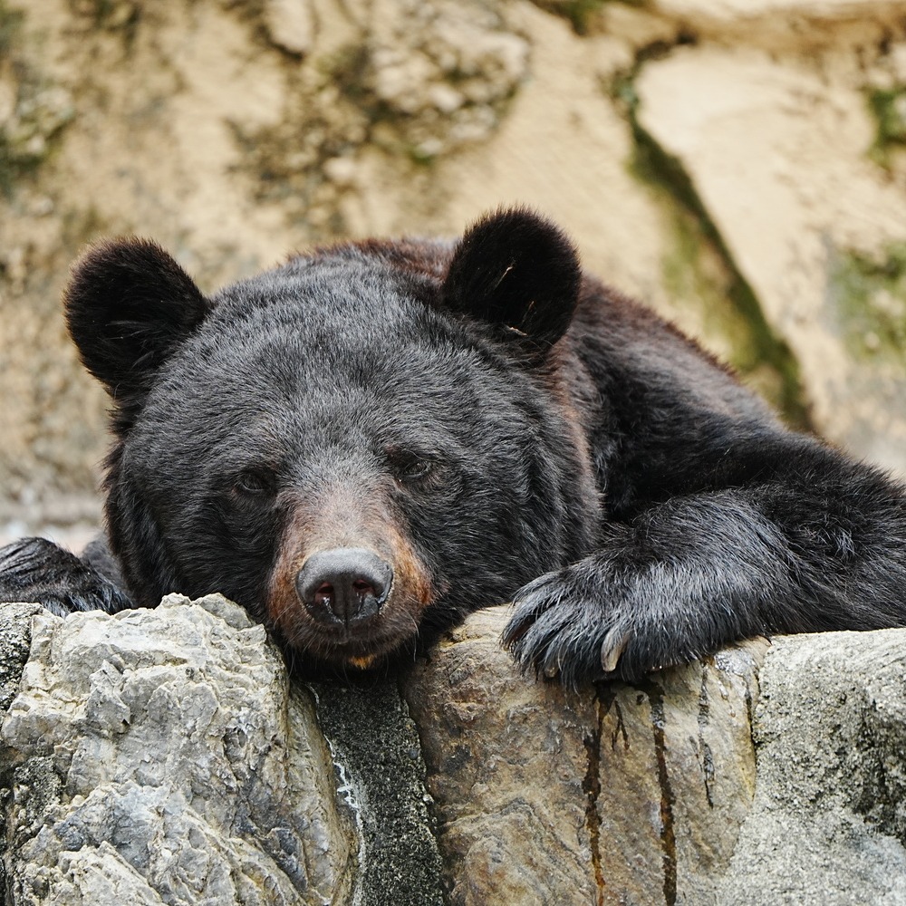 日本棕熊黑熊習性大不同？認識這些種類更加理解日本熊害內幕