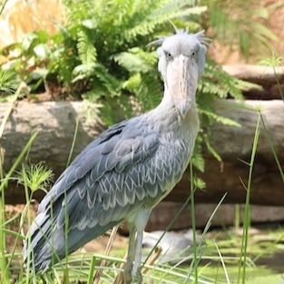 食蟻獸寶每天討抱賣萌 水豚君療癒互動 2022年必看日本神戶陸水空四大親子旅遊亮點