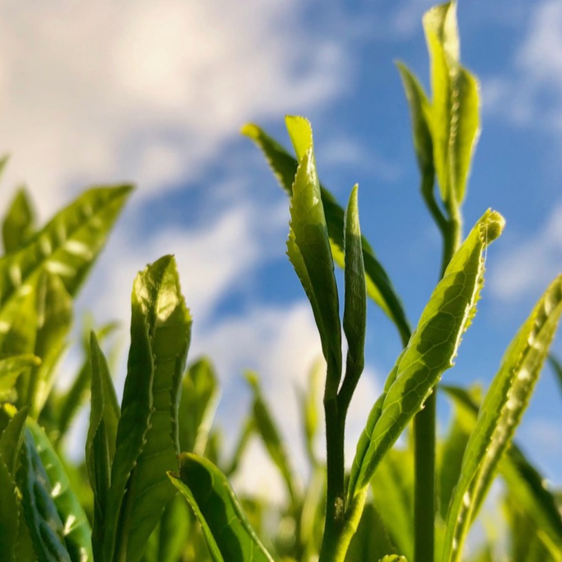 八十八夜採茶去！日本特有的八十八夜節令