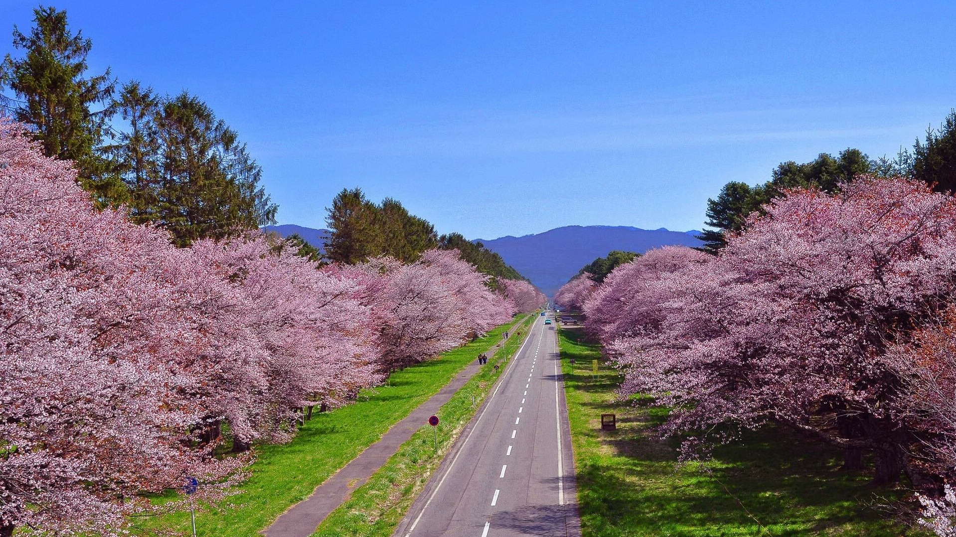 2025北海道櫻花最新追櫻完勝攻略！北海道賞櫻推薦景點TOP10