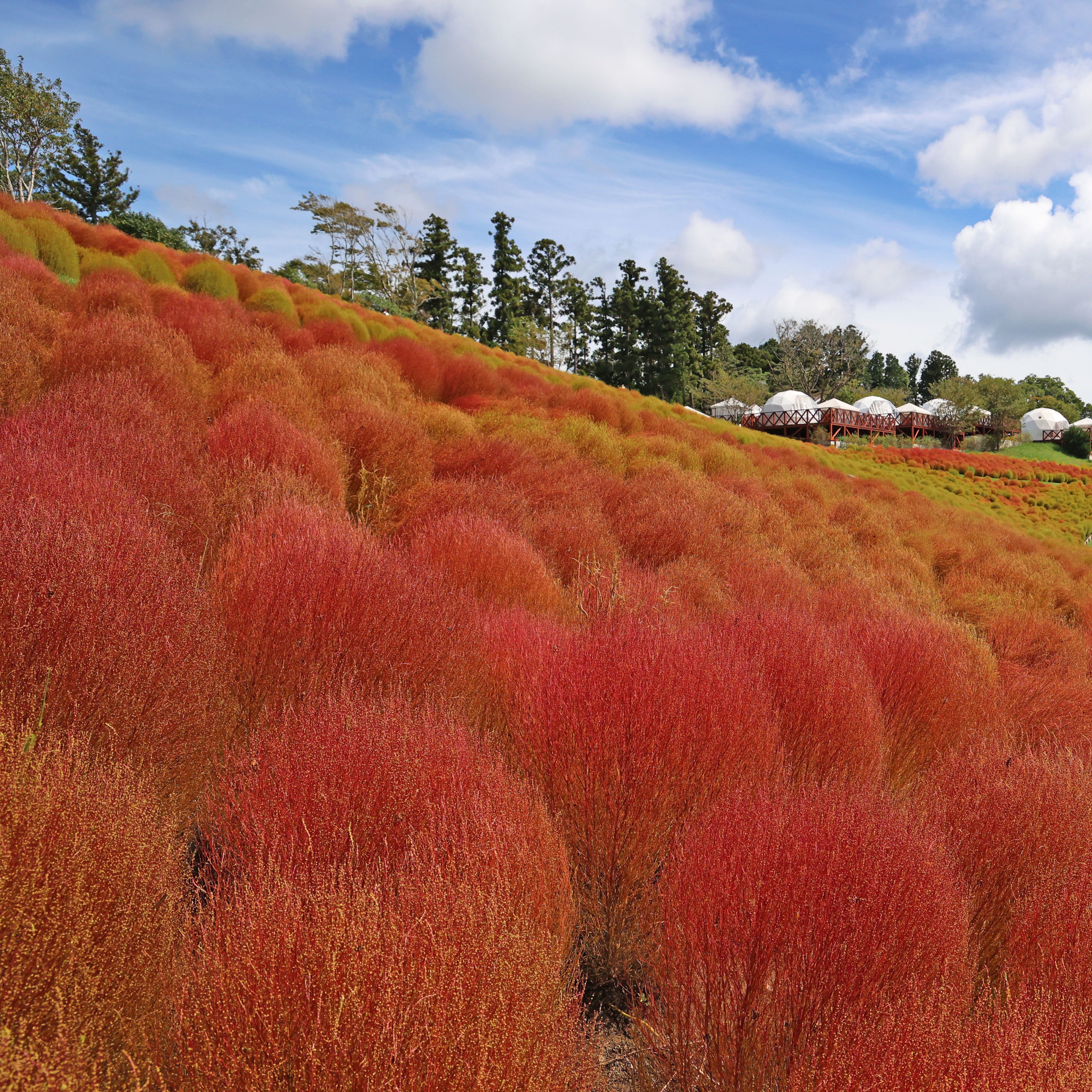 2023年日本賞紅葉必去!千葉Mother Farm 掃帚草夢幻景色早秋就能欣賞到