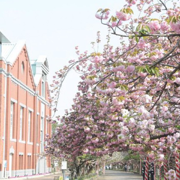 2024大阪人氣賞櫻景點10選,來場充滿春日氣息的櫻花巡禮