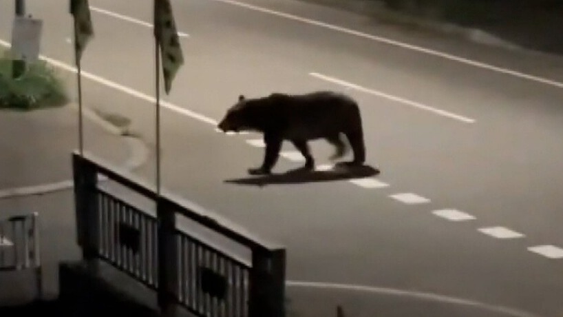 被殺死前已經被跟蹤了四天？北海道送報員遭棕熊襲擊死亡，熊與人之間的生存界線引關注