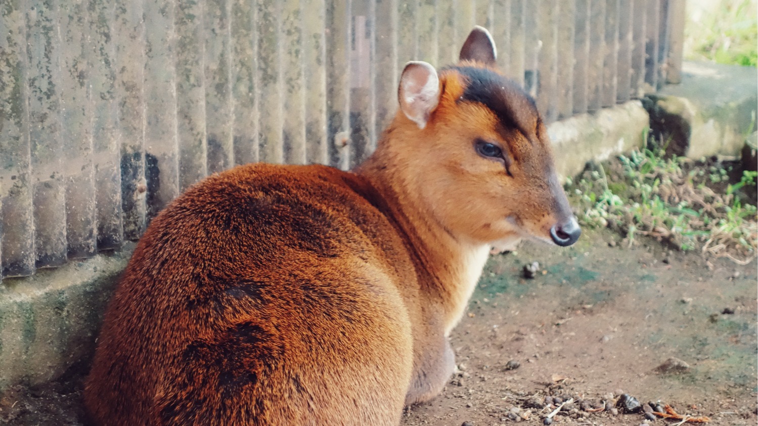 明明沒有熊棲息的千葉縣，卻因為這種動物而造成極大困擾