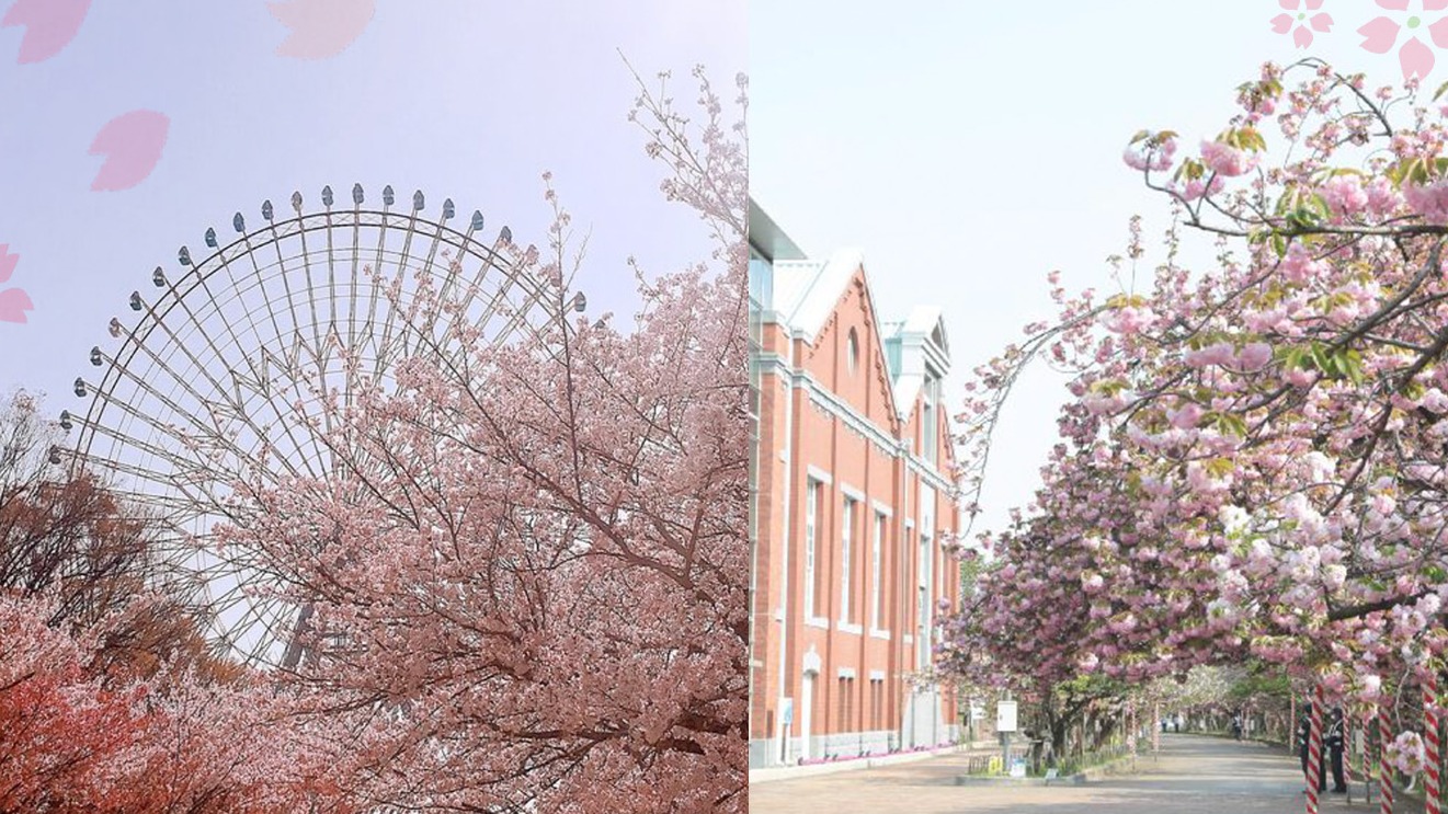 2024大阪人氣賞櫻景點10選，來場充滿春日氣息的櫻花巡禮