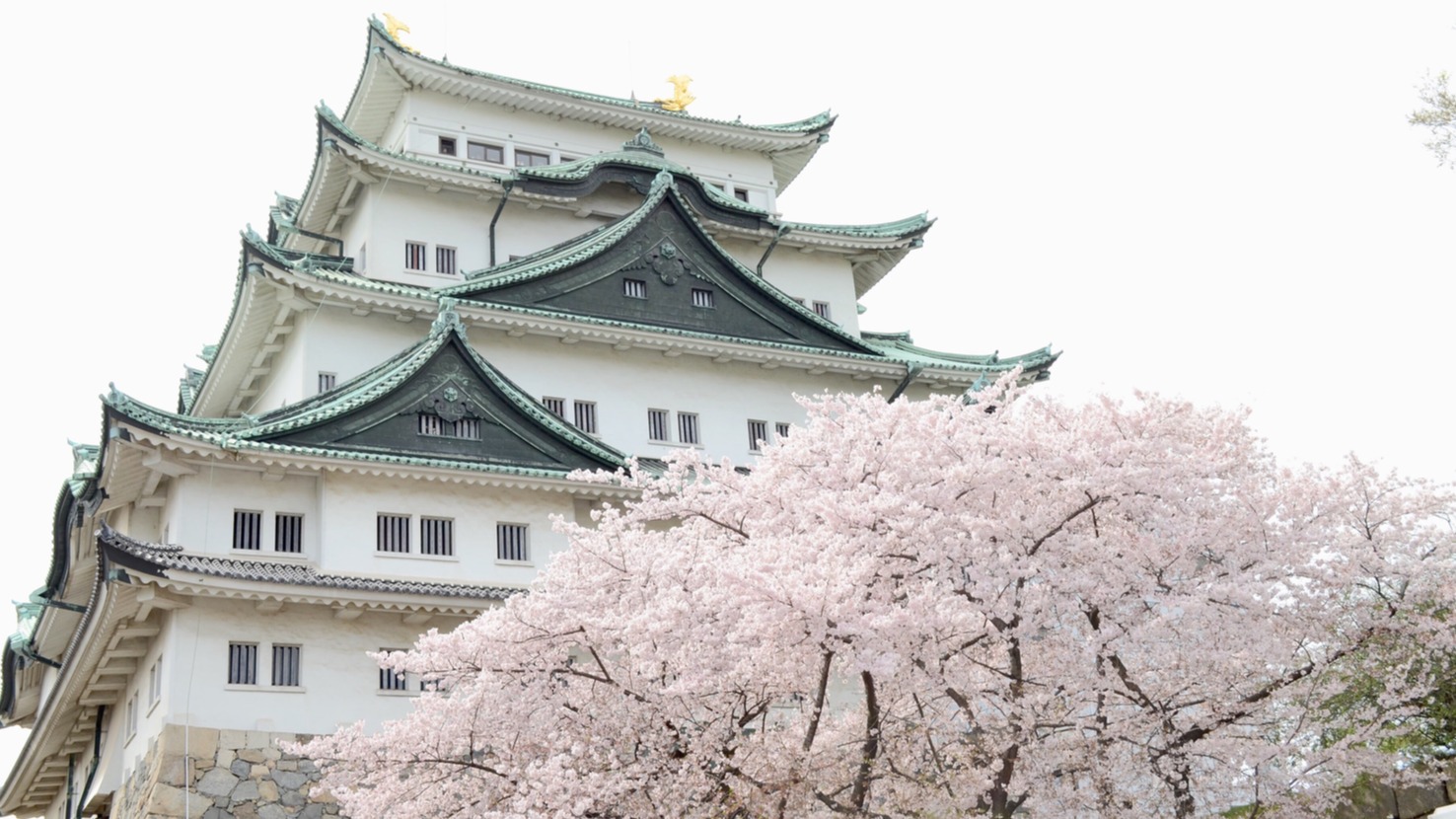 2024名古屋人氣賞櫻熱點大公開 必去5精選