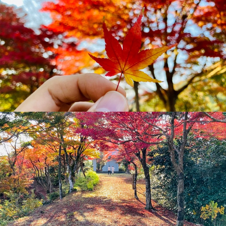 秋遊「城崎溫泉」這樣玩！ 必訪紅葉五大名勝 周遊卡解鎖但馬秋景