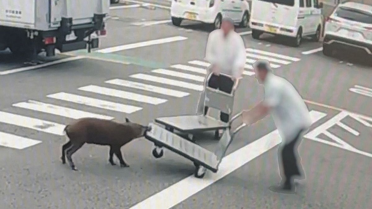 動物頻繁入侵人類生活區域，如何透過現代技術防範動物災害成為重要課題