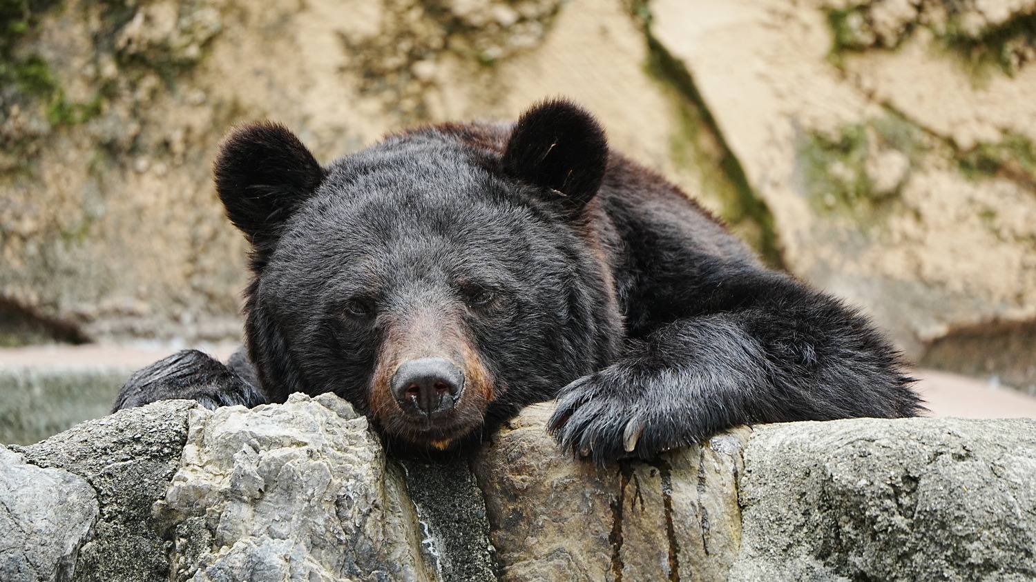 日本棕熊黑熊習性大不同？認識這些種類更加理解日本熊害內幕