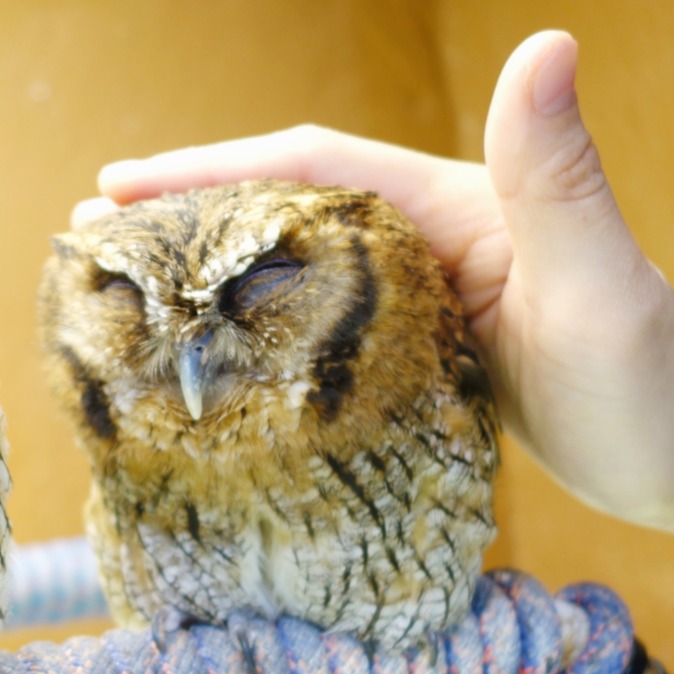 為什麼日本人可以養貓頭鷹？貓頭鷹寵物咖啡廳背後竟有黑暗面