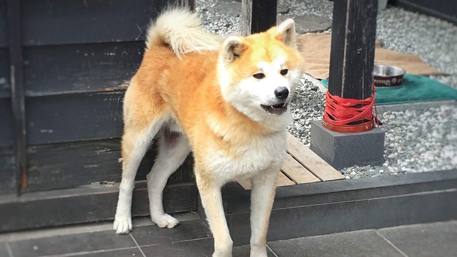 毛絨外表下的強悍基因！日本秋田犬協助擊退熊隻 網呼籲將柴犬帶入屋內飼養