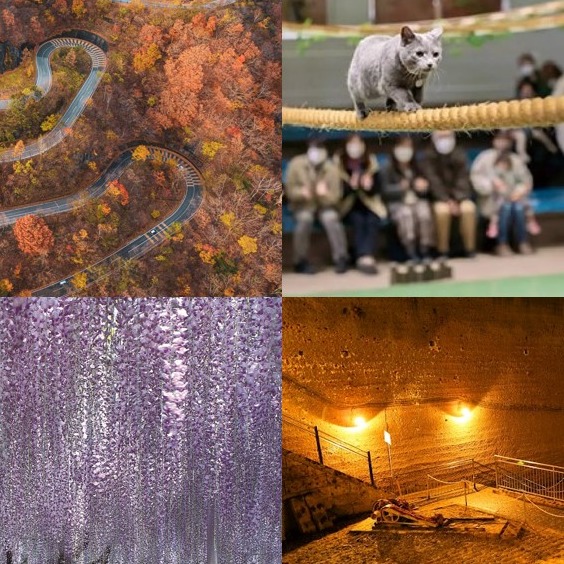 不只有日光東照宮!栃木旅遊必訪 10 大景點推薦,夢幻紫藤花、Snow Man 取景地、賞楓秘境、還有超萌貓咪雜技秀