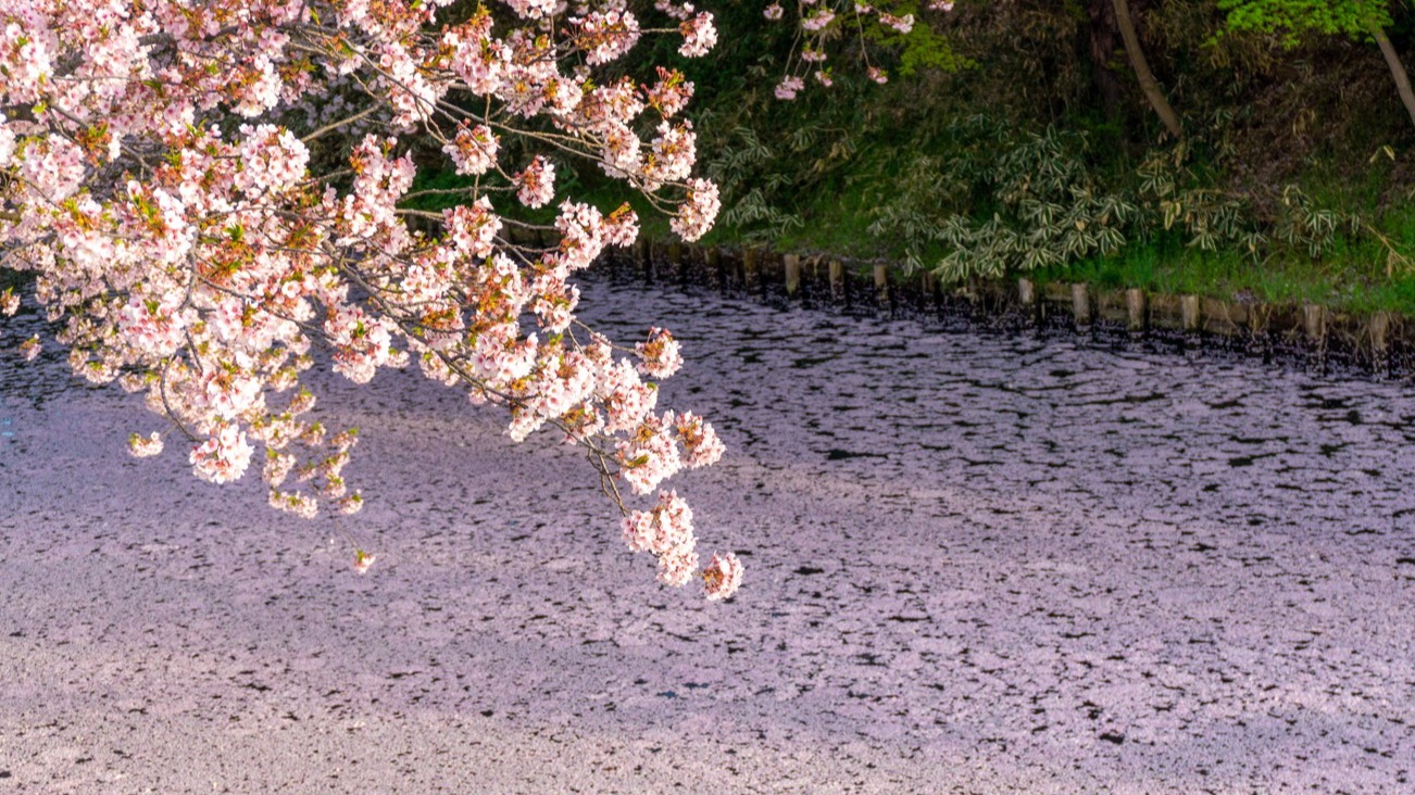 2025年日本青森縣賞櫻必去景點 5 選！浪漫至極的粉色花筏美景不容錯過