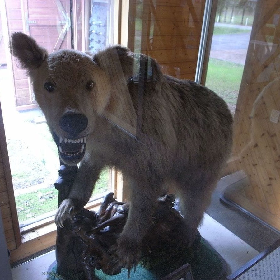 遭到熊的記恨會被追殺到死為止？日本著名熊害「福岡大學漂鳥運動社棕熊事件」