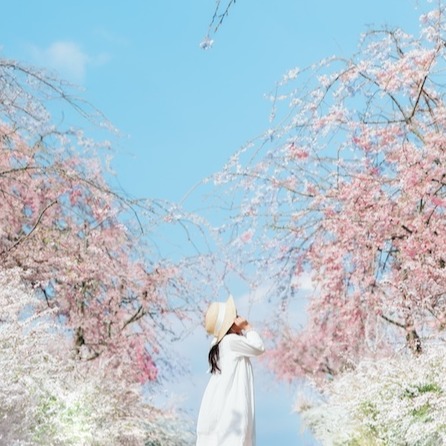 獨享春日粉櫻爛漫！在地人推薦廣島私房賞櫻景點