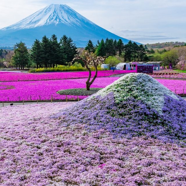 2025年「富士芝櫻祭」令人屏息的粉紅色! 鋪上粉紅地毯的富士山麓,不可錯過的春天限定絕景