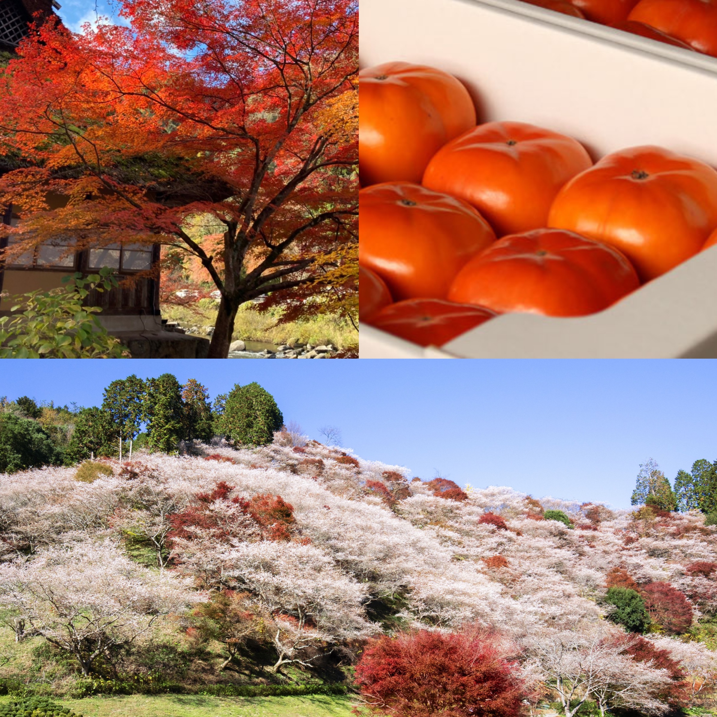 與紅葉絕景同框超夢幻！一天暢遊豐田市 豐田市巴士一日遊介紹