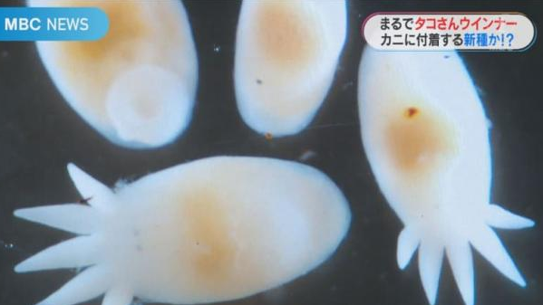 鹿兒島發現新物種超像章魚小香腸萌翻研究團隊！網路超可愛創作療癒又吸睛