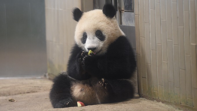 2022年東京自由行必去動物園Top5精選！全家出遊旅遊更好安排就看這篇