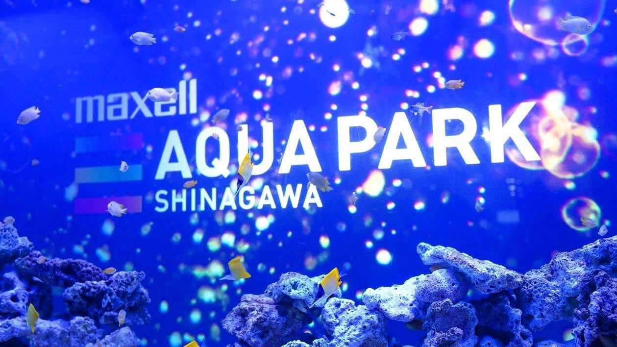 可以喝酒又有燈光秀？令人目眩神迷的「Maxell Aqua Park品川」水族館