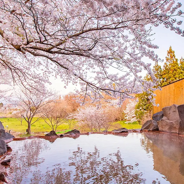 2026年櫻花×露天溫泉推薦住宿 TOP 10！一邊泡湯一邊賞櫻超浪漫
