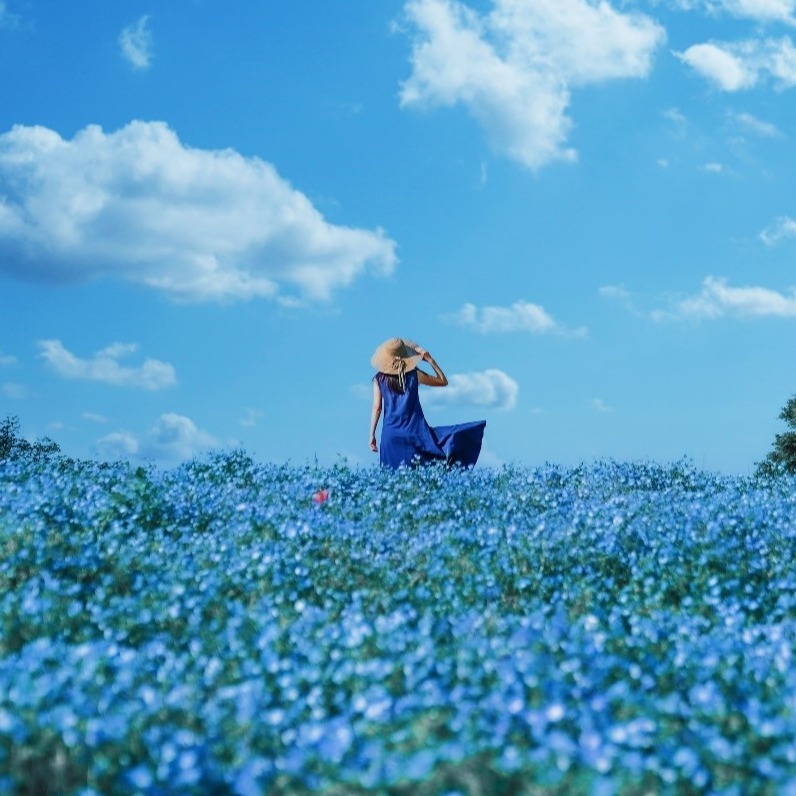 日本追櫻向隅？東京還有百花等著你！春末到夏初值得一探的賞花勝地