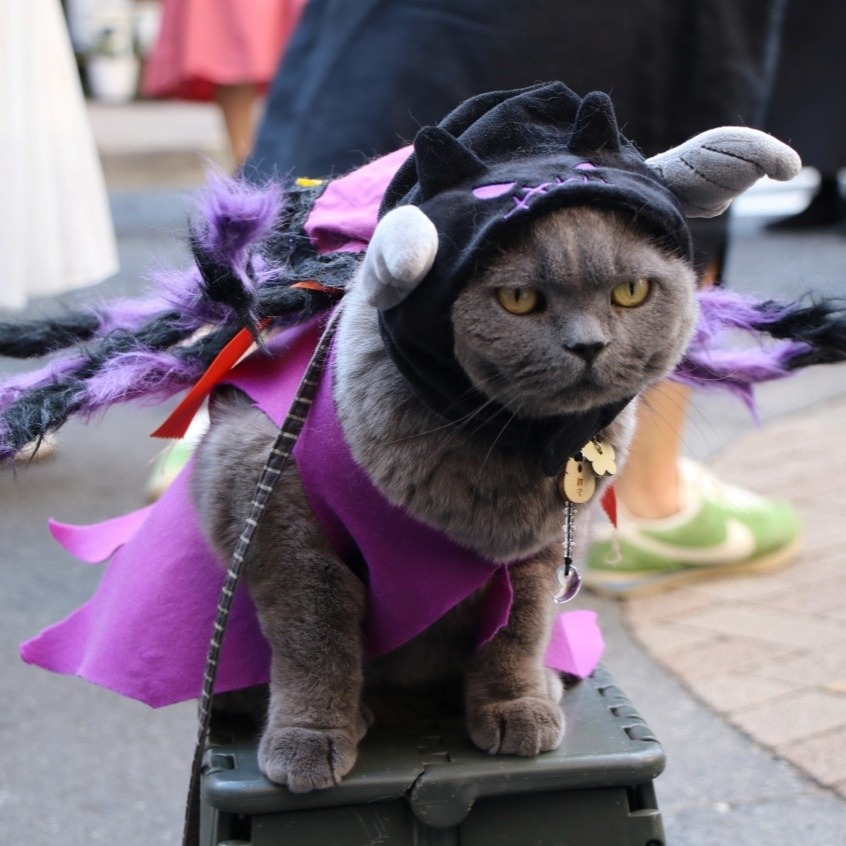 2025年東京萬聖節活動開跑!哈利波特影城推出「黑魔法甜點」,池袋及神樂坂也將出現角色扮演遊行