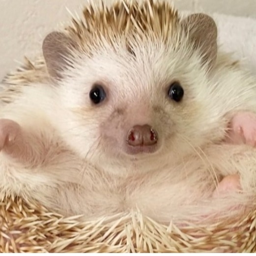 沒想到在咖啡廳可以也遇見牠們!日本可愛動物咖啡廳5選