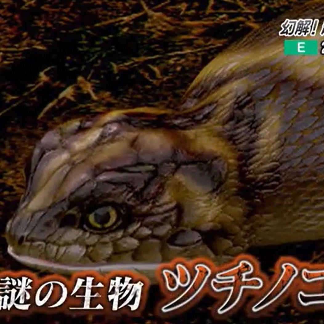 抓到就有一百萬！日本傳說級未確認生物「野槌蛇」真的存在嗎？