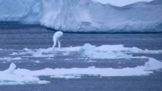 日本傳說中「南極人」真實存在？二戰後南極探勘謎團揭密