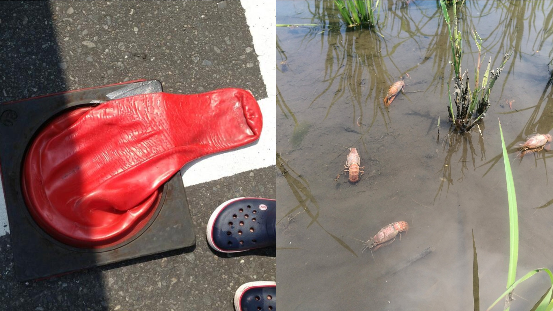 日本熱到交通栓融化、蝦在水中被煮熟？史上罕見高溫創下歷史紀錄