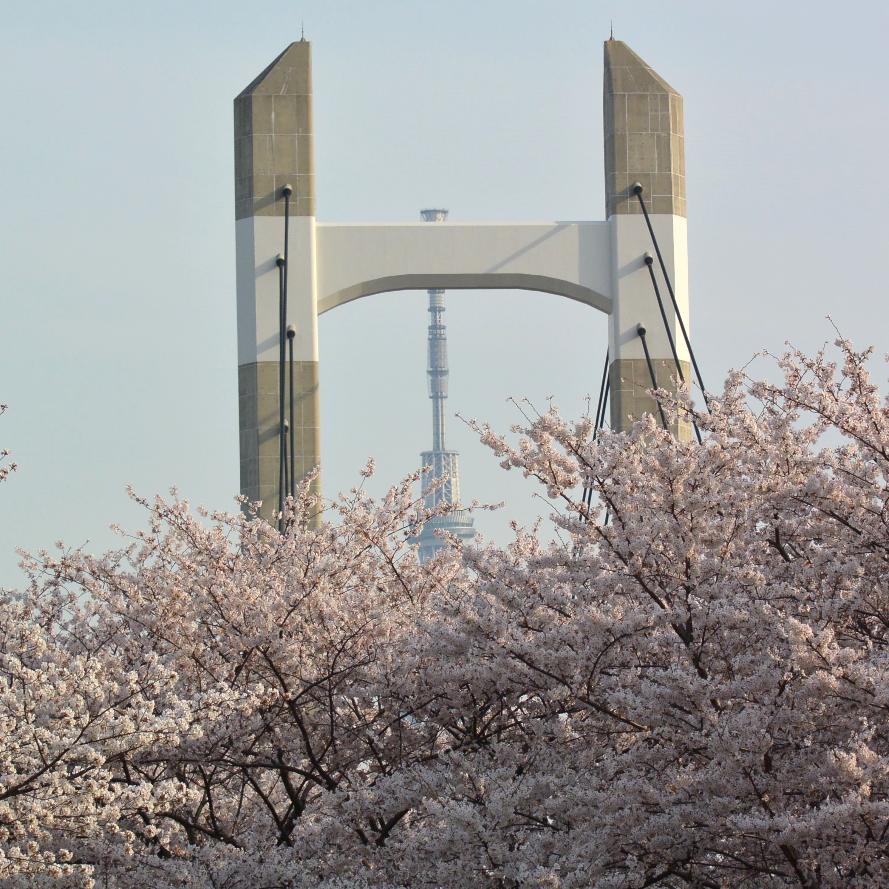 赴日賞櫻早春召集令 2025櫻花季提前  尋幽訪勝東京三處追櫻私房景點