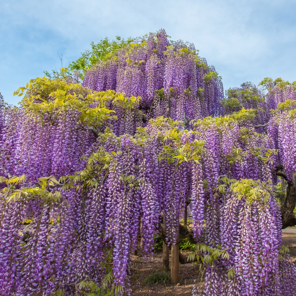 紫藤花祭不可錯過的美景！栃木足利花卉公園「紫藤花物語～大藤祭2024～」