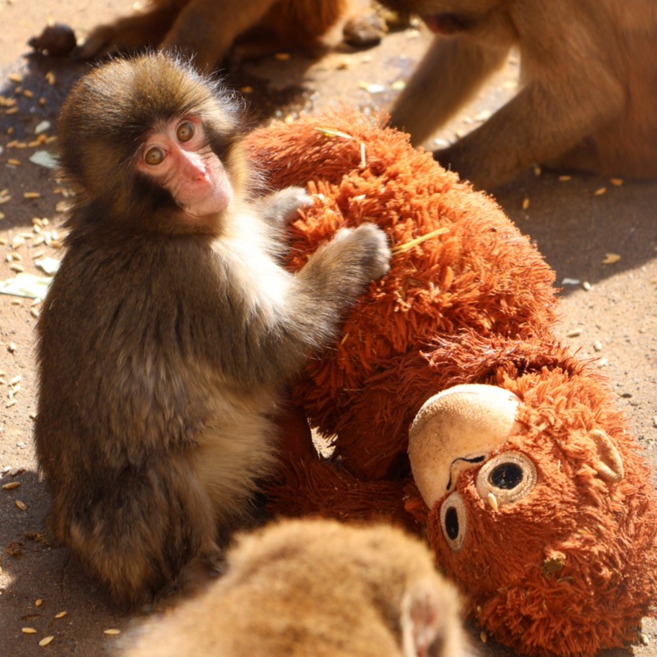 全世界都搶著當牠媽媽！日本最受矚目「Punch君」背後故事令人心疼